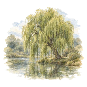 a willow tree