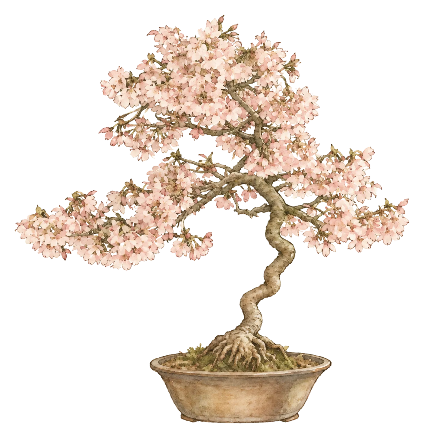 A flowering cherry bonsai in a shallow dish.