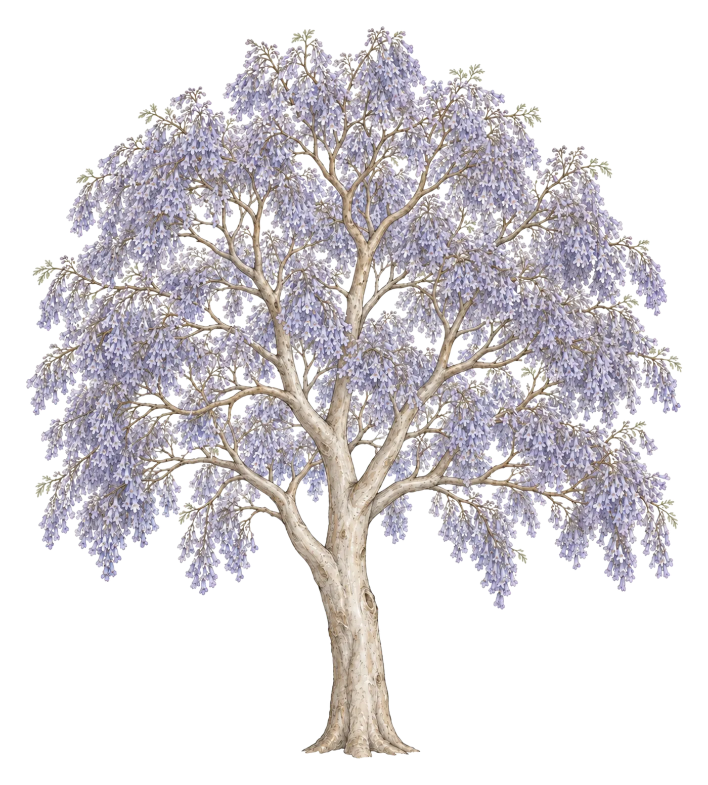 A jacaranda in full lavender-blue bloom.