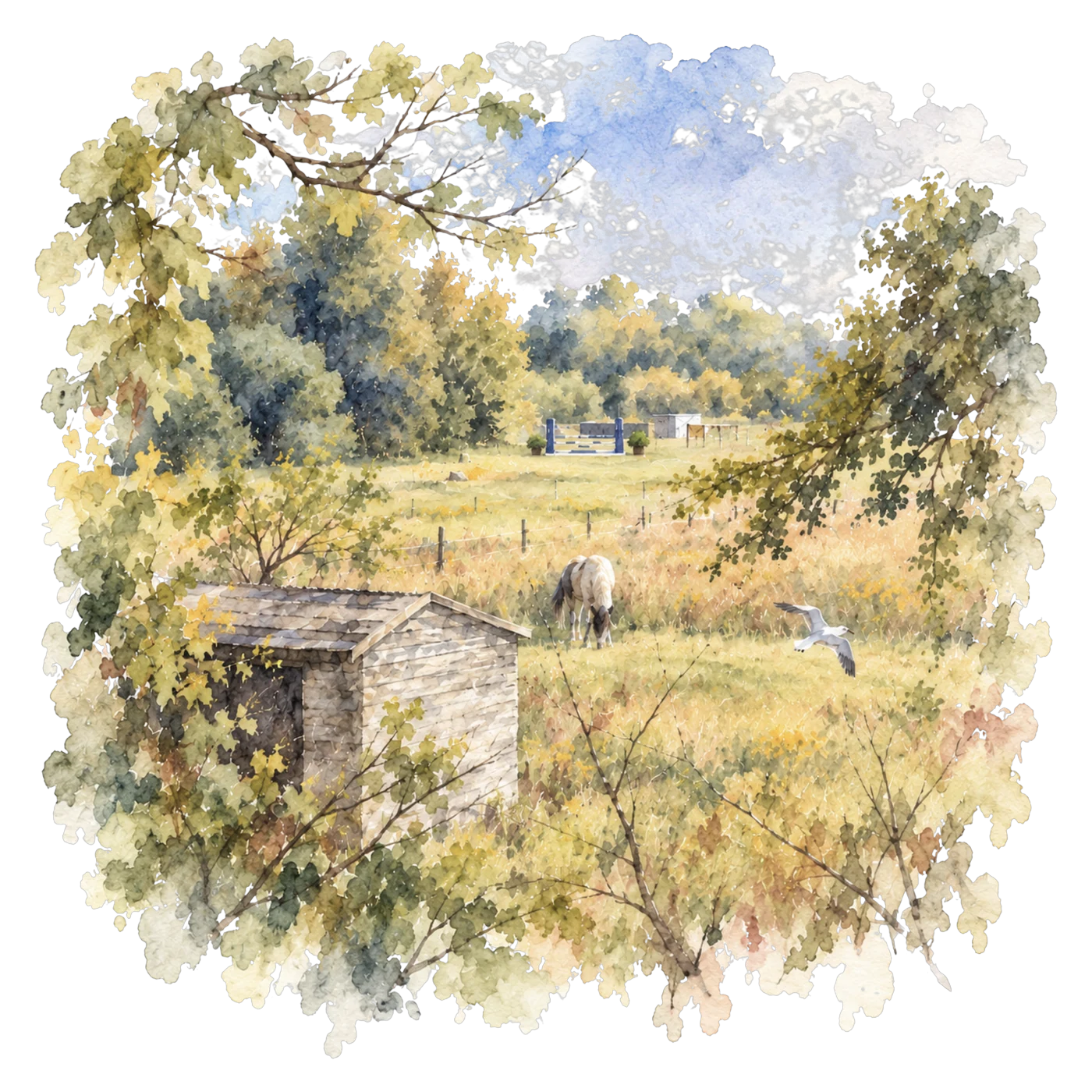A paddock with a horse grazing, an old timber shed and trees along the fence line.